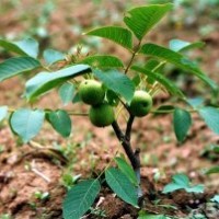 供應核桃苗 蘋果苗 梨樹苗 山楂苗 桃樹苗