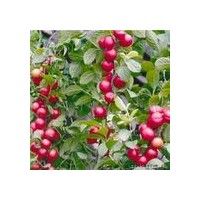 供應(yīng)鈣果苗，歐李苗，山西絳縣鈣果苗