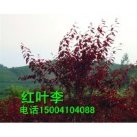 紅葉李子苗 紅葉海棠苗 山丁子苗