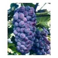 大量供應(yīng)果樹苗木 梨樹苗 柿子苗 葡萄苗 杏樹苗 李子苗