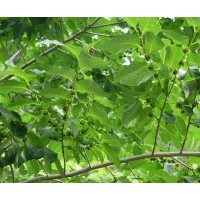 現(xiàn)貨供應(yīng)軟棗樹(shù)