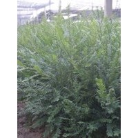 紅豆牌紅豆杉苗木