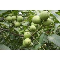 8518核桃苗，山東8518核桃苗