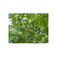 豐輝核桃苗，優(yōu)質(zhì)山東豐輝核桃苗