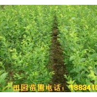 供應(yīng)杏樹苗，山杏苗，凱特杏樹苗，嫁接杏樹苗