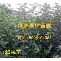 123果樹苗 李子苗 寒富蘋果苗