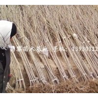 北京櫻桃苗供應(yīng)⊥河北蘋果苗銷售々河北葡萄苗價(jià)格，河北桃樹苗