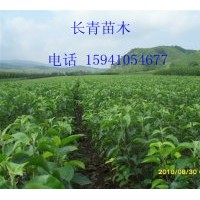 黃太平蘋果苗低價供應(yīng)-量大