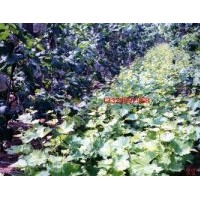 供自產(chǎn)葡萄苗木