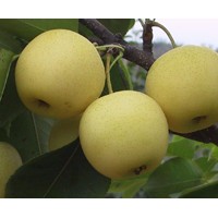 供蘋果苗 梨樹苗 山楂苗 板栗苗等