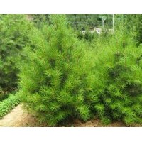 出售文冠果苗，蜀快，核桃嫁接苗