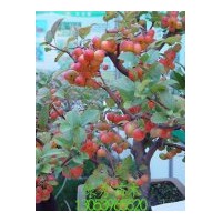 出售開心果，長壽果芽苗，成苗。