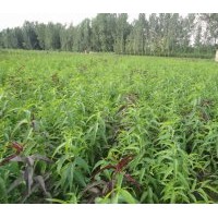 大量供應(yīng)桃樹苗