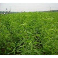 現(xiàn)貨供應(yīng)桃樹(shù)苗， 桃樹(shù)成苗，二年桃樹(shù)成苗，桃樹(shù)實(shí)成苗