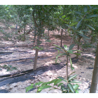 售1-4公分石榴樹