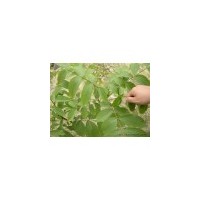 山西綠色苗木合作社供應(yīng)《核桃苗 棗樹苗 柿子苗 山楂苗》200萬株