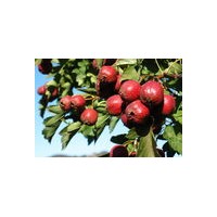 3-8公分山楂樹杏樹柿子樹蘋果樹供應(yīng)