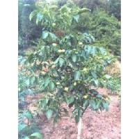 供應(yīng)嫁接核桃苗/掛果山楂樹/綠化蘋果樹/占地山桃樹、毛桃樹