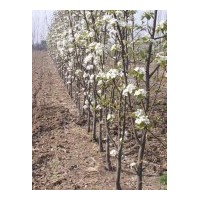 供應梨苗等果樹果苗