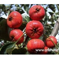 供應5公分桃樹 桃樹基地