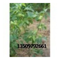 山西優(yōu)質核桃成品苗//香玲//博克香//遼河報價