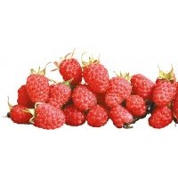 供應(yīng)四季樹莓苗