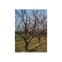 杏樹(shù)8-12公分低價(jià)出售杏樹(shù)基地