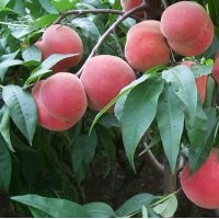 突圍桃苗，夏之夢(mèng)桃苗，黃金桃苗，春雪桃苗，新川中島等