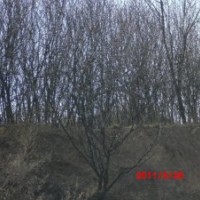 低價(jià)供應(yīng)4---12的山桃樹 山杏樹 核桃樹 山楂樹