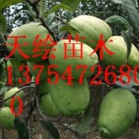 供應藥用食用雙重功效果樹-木瓜、皺皮木瓜、種子種苗、木瓜果、