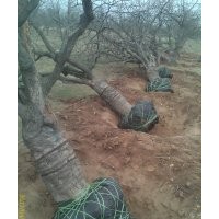 出售百年棗樹，棗樹苗