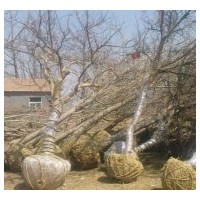 長(zhǎng)期供應(yīng)石榴樹