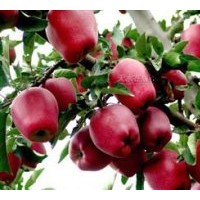 大量供應(yīng)果樹苗木 蘋果苗 核桃苗 櫻桃苗 桃樹苗