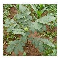 山西薄殼香核桃實生嫁接苗