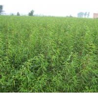 供應(yīng)桃樹苗 山西優(yōu)質(zhì)桃樹苗供應(yīng)商