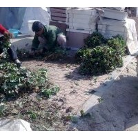 大量供應(yīng)草莓苗 果樹苗：蘋果、桃、梨、杏、櫻桃、板栗、銀杏