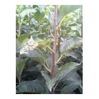 供應(yīng)寒富蘋果苗