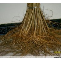 供應(yīng)平歐大果榛子苗