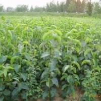 供應桃樹苗，蘋果樹苗，梨樹苗，柿子樹苗，板栗樹苗(圖)