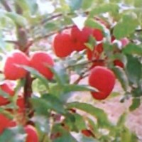 供應(yīng)矮化雞心果苗 櫻桃苗,山丁子苗,金葉榆地接苗