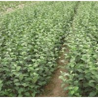 山東泰山子豪苗木合作社主營(yíng)：【果樹(shù)苗木】蘋果苗 梨樹(shù)苗 桃樹(shù)苗