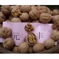 元豐核桃苗，山東元豐核桃苗基地