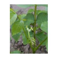 供應(yīng)核桃苗