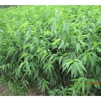 供應(yīng)桃成品苗、實生苗