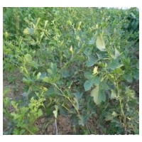 特供山楂苗種苗