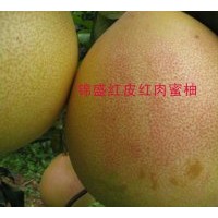 熱供三紅蜜柚苗木