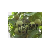 山西核桃苗價(jià)格核桃苗出售