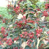 供應(yīng)花椒苗大紅袍花椒苗】【花椒苗價(jià)格】【花椒苗多少錢一株】