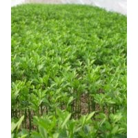 供應(yīng)枳殼苗 酸桔苗 紅桔苗 檸檬苗 酸柚苗 酸梅苗 毛桃苗