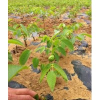 優(yōu)質(zhì)嫁接核桃苗